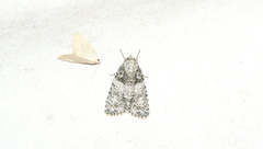 Acronicta tristis