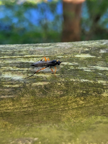 Ichneumon cessator