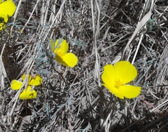 Eschscholzia ramosa