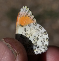 Anthocharis julia stella