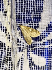Udea olivalis