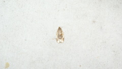 Clepsis melaleucanus