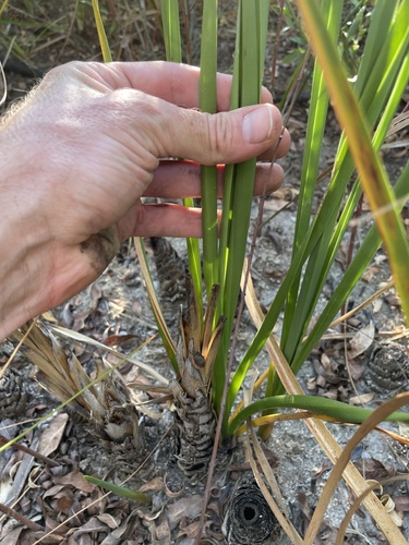 Image of Cladium californicum by (c) Martin Purdy, some rights reserved (CC BY)