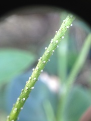 Peperomia increscens