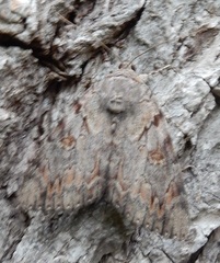Catocala agrippina