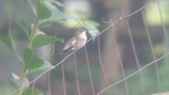 Archilochus colubris