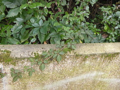 Parthenocissus henryana, photograph jamie-aa, CC BY, iNaturalist via GBIF