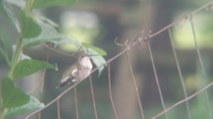 Archilochus colubris