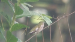 Archilochus colubris