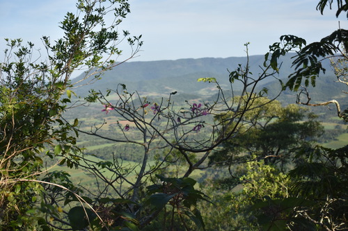 Ceiba speciosa