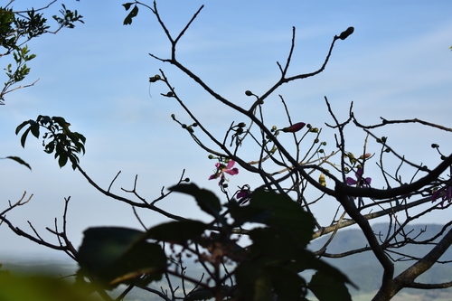 Ceiba speciosa