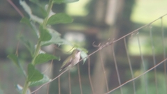 Archilochus colubris