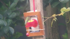 Archilochus colubris