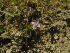 Lindernia procumbens