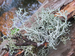 Pseudevernia cladonia