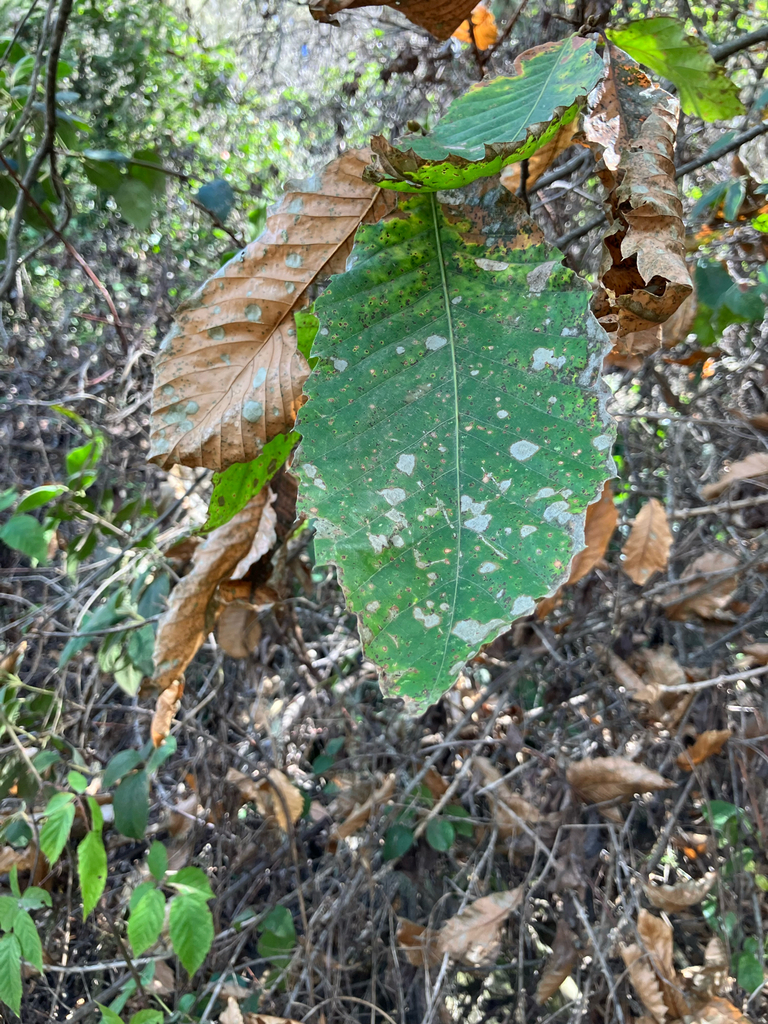 Petrakia fagi