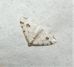Macaria notata