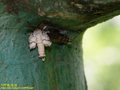 Lymantria xylina