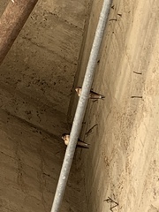 Hirundo rustica erythrogaster