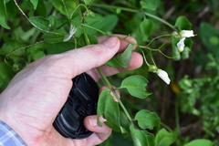 Solanum chacoense