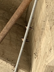 Hirundo rustica erythrogaster