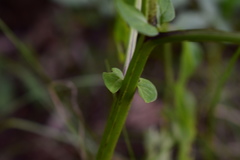 Solanum chacoense