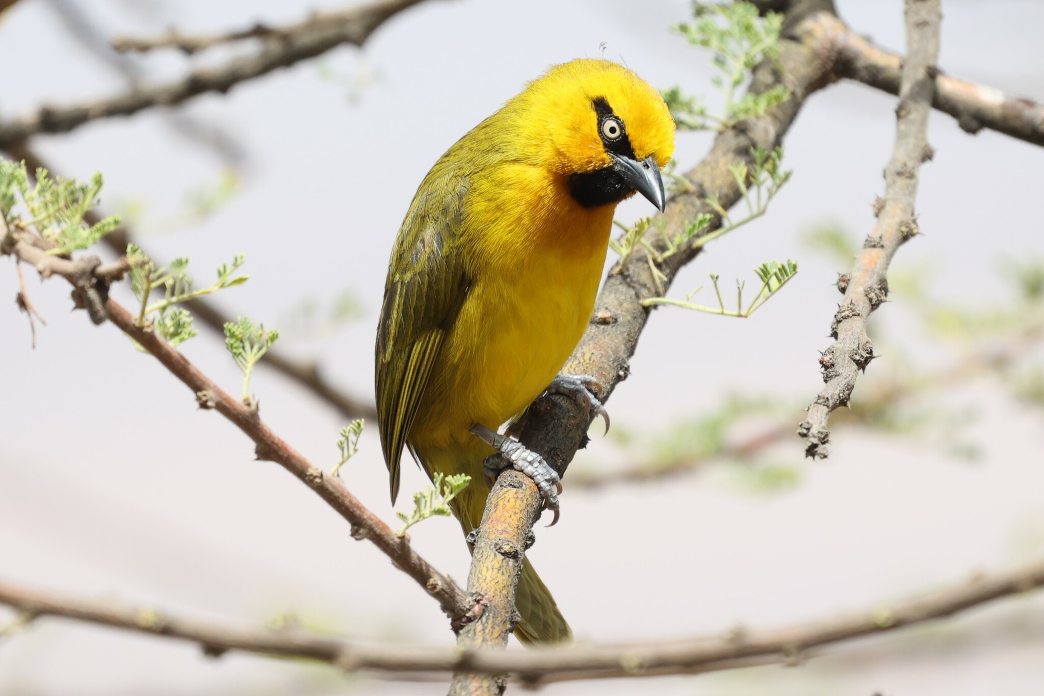 Spectacled Weaver (Ploceus ocularis)
