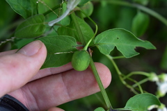 Solanum chacoense