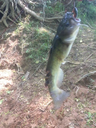 Ameiurus platycephalus
