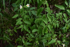 Solanum chacoense