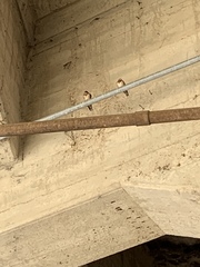 Hirundo rustica erythrogaster