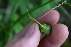 Solanum chacoense