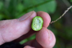 Solanum chacoense