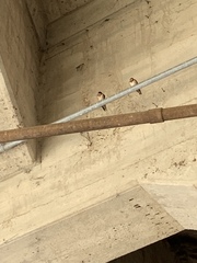 Hirundo rustica erythrogaster