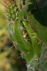 Cereeae