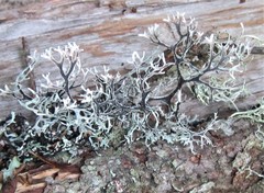 Pseudevernia cladonia