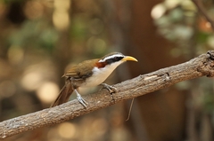 Pomatorhinus schisticeps