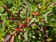 Ludwigia polycarpa