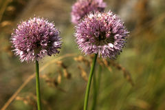 Allium strictum