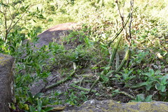 Cereeae