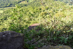 Cereeae