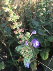 Scutellaria ovata