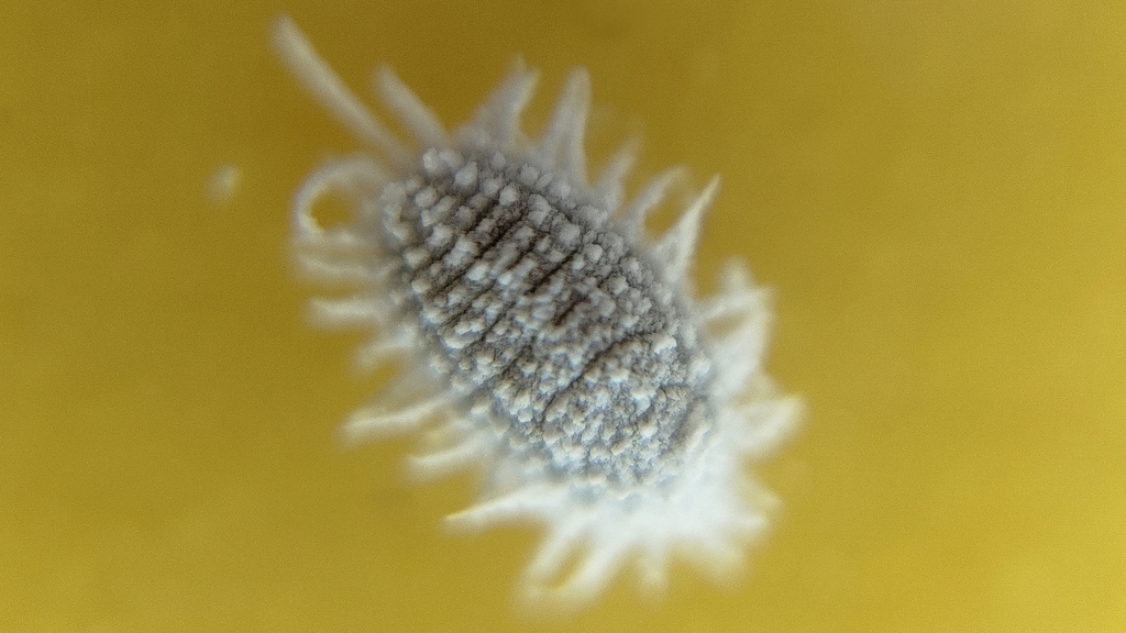 Banana Mealybug