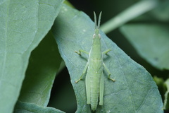 Atractomorpha lata