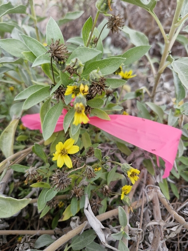Image of Helianthus niveus by (c) Diego Maldonado de la Torre, some rights reserved (CC BY)
