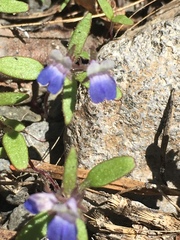 Collinsia torreyi