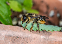Megachile frigida