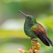 Tobago Copper-rumped Hummingbird - Photo (c) Greg Lasley, some rights reserved (CC BY-NC), uploaded by Greg Lasley