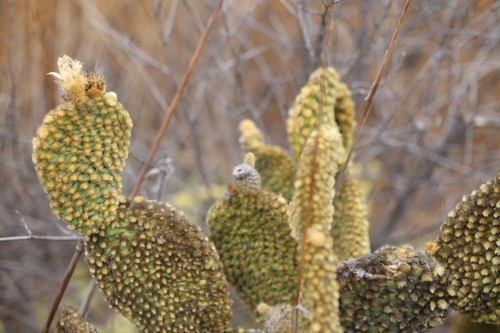 Image of Opuntia microdasys by no rights reserved