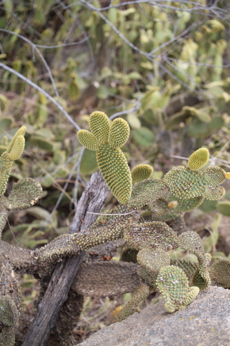 Image of Opuntia microdasys by no rights reserved
